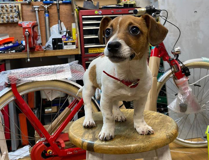 Life on Wheels has a new shop dog!